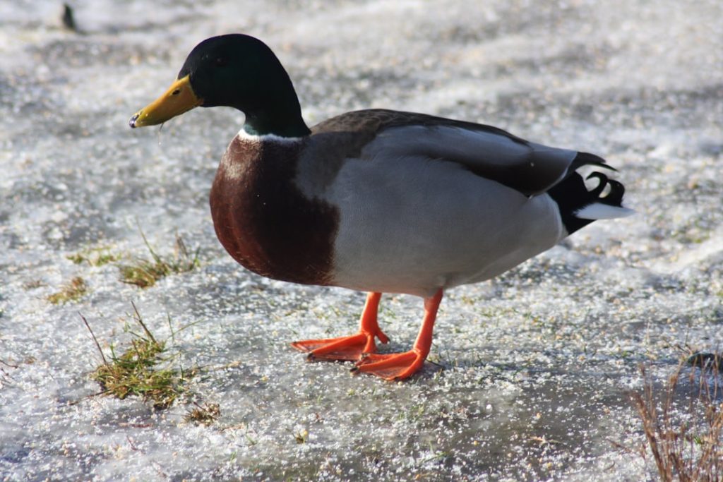 Photo Duck breeds