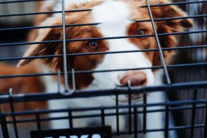 Photo Puppies, Kennel