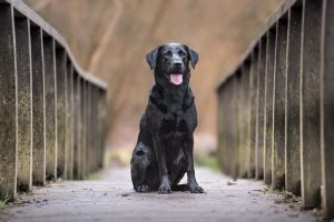 Photo Labrador Retriever