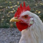 Photo Guinea fowl, breeder