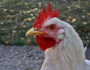 Photo Guinea fowl, breeder