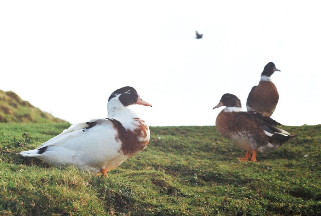 Photo Ducklings, Nesting