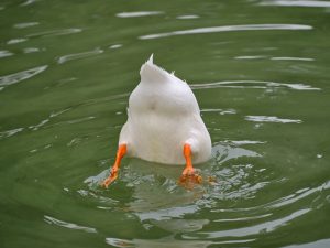 Photo Ducklings, pond