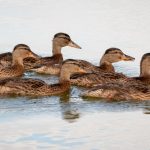 Photo Bantam ducks