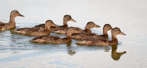 Photo Bantam ducks