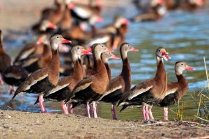 Photo Wetlands, Ducks