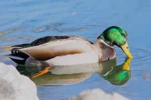 Photo Bantam ducks