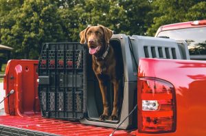 Photo Puppies, Kennel