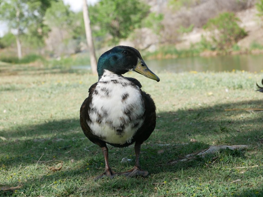 Photo Duck portraits