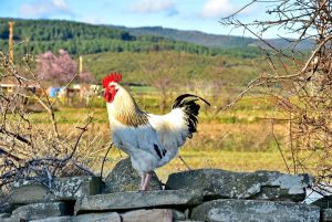 Photo Quail breeding: Roosters