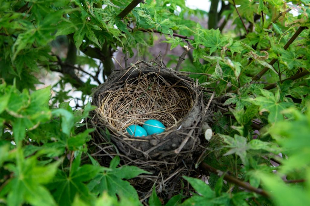 Photo Stubble quail, nest