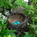 Photo Stubble quail, nest