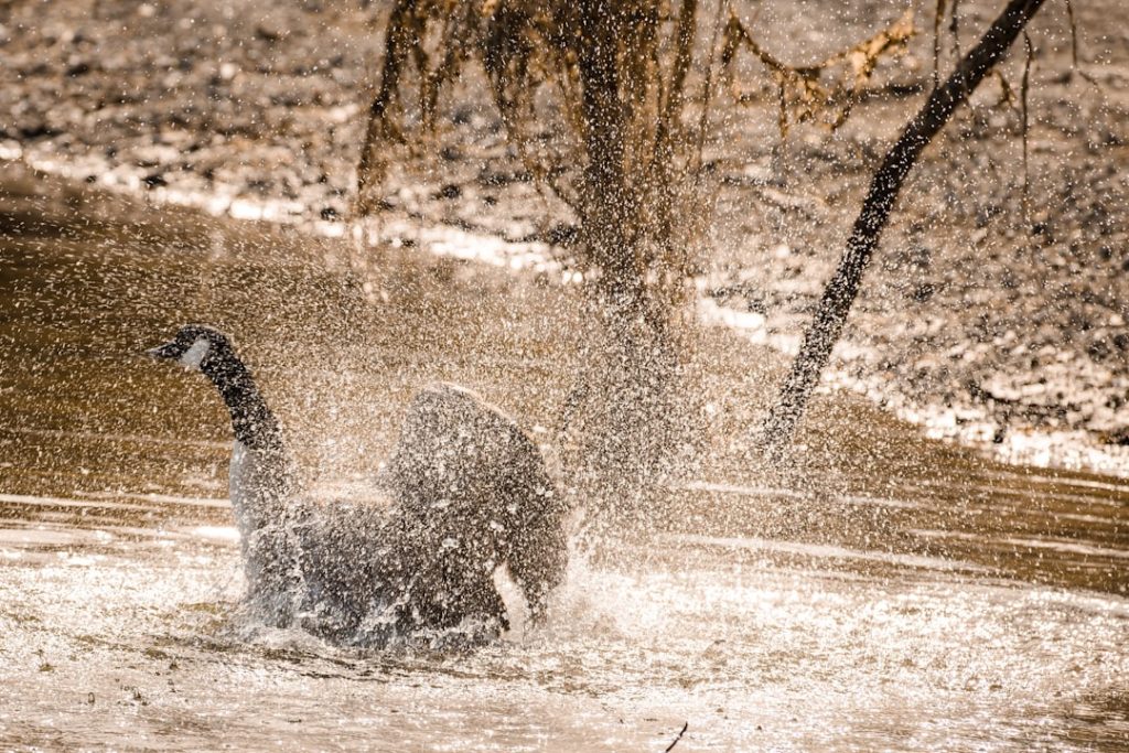 Photo Brown ducks