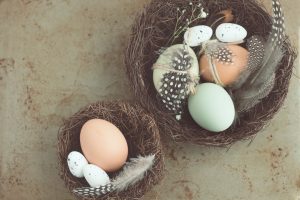 Photo Button quail, nest