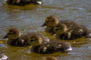 Photo Florida ducks