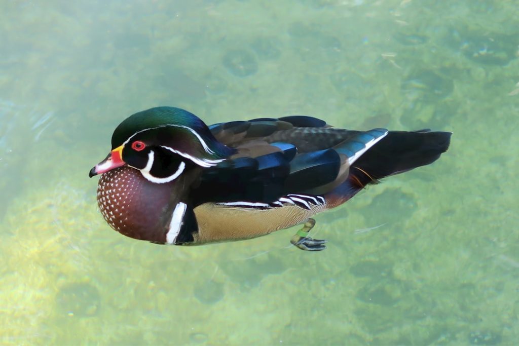 Photo Duck breeds: Pekin, Mallard
