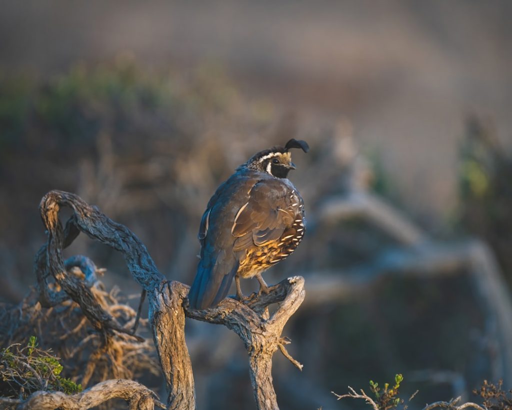 Photo Californian quail: eggs
