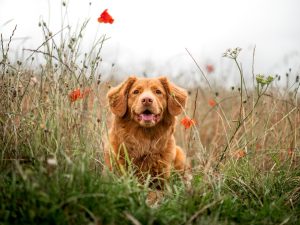 Photo Duck tolling retriever, puppies