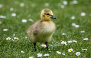 Photo Ducklings