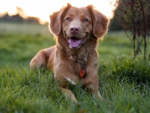 Photo Duck tolling retriever puppies