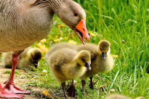 Photo Duckling, Roasting pan