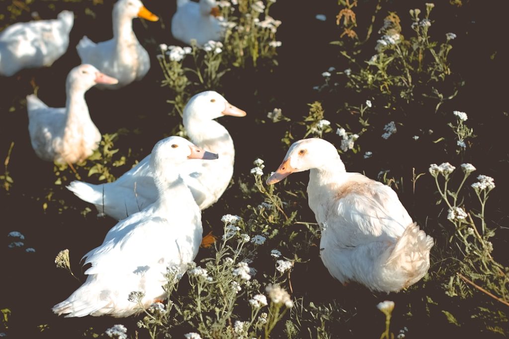 Photo Duck farm