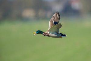 Photo Duck breeds