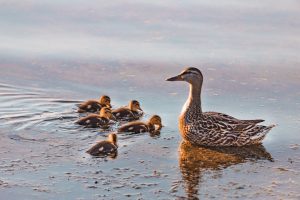 Photo Ducklings, breeds