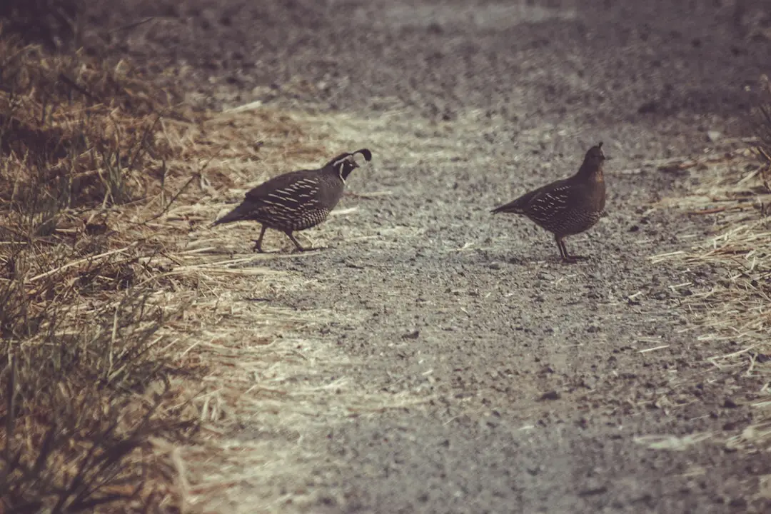 types of coturnix quail breeds