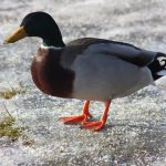 Photo Duck breeds