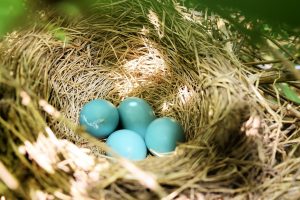 Photo Ducklings, Nest