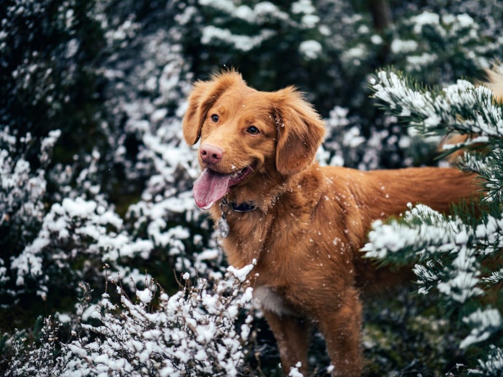 Photo Duck tolling retriever, puppies