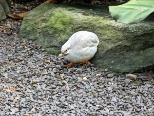 Photo Coturnix quail