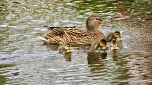 Photo Ducklings, breeds