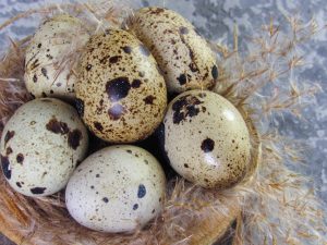 Photo Quail breeds