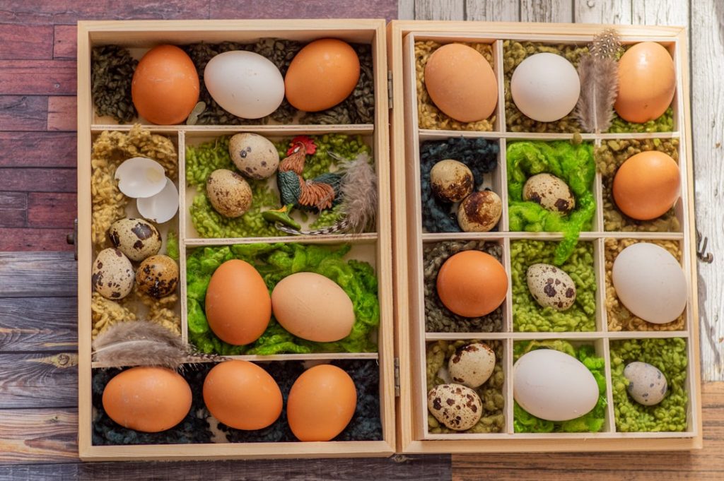 Photo quail, eggs