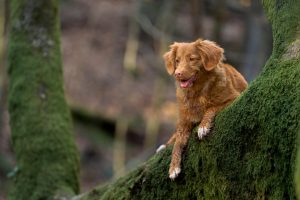 Photo Duck tolling retriever, puppies