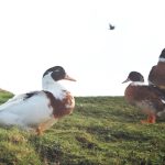 Photo Ducklings, breeds
