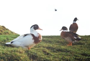 Photo Ducklings, breeds