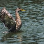 Photo Duck breeds