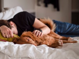 Photo Duck tolling retriever, puppies