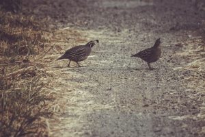 Photo Quail breeds