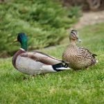 Photo Duck breeds