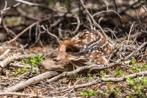 Photo Wild quail