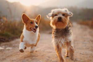 Photo Puppies, Kennel