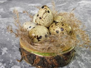 Photo Quail breeds