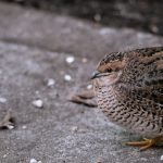 Photo quail breeds