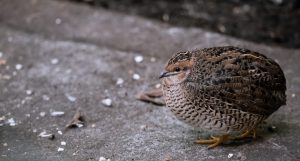 Photo quail breeds