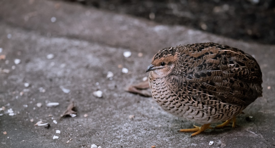 What Breeds Of Quail Can You Raise Eat