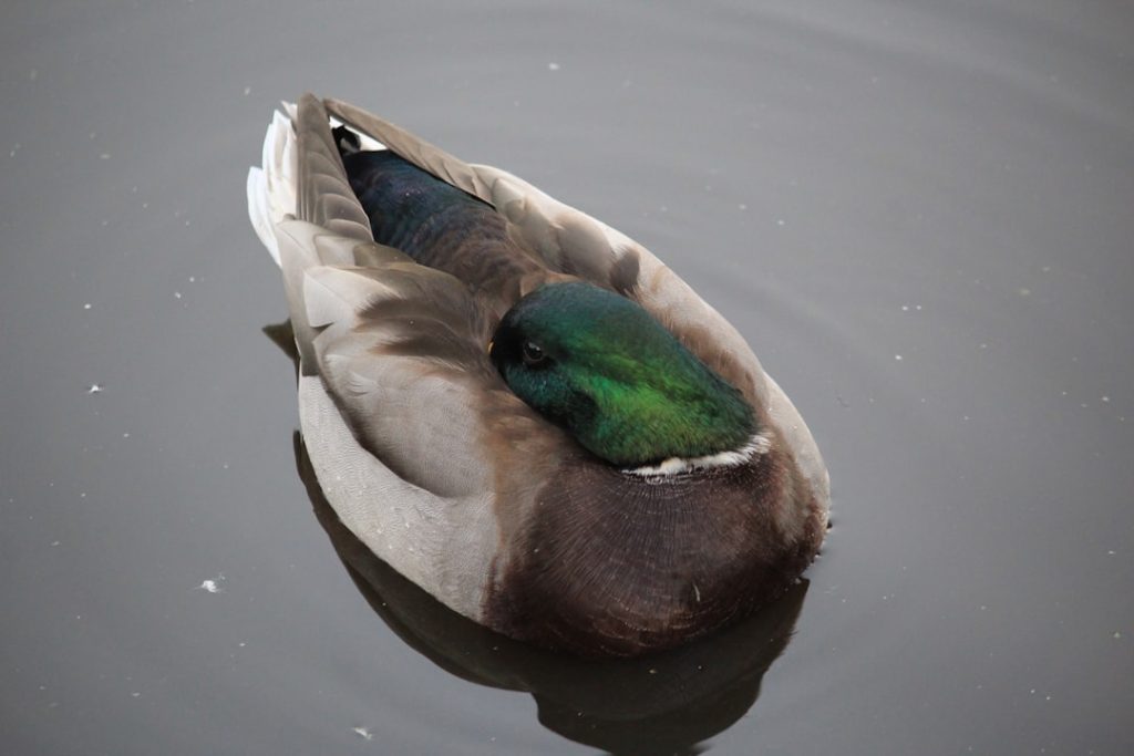 Photo Mallard ducks